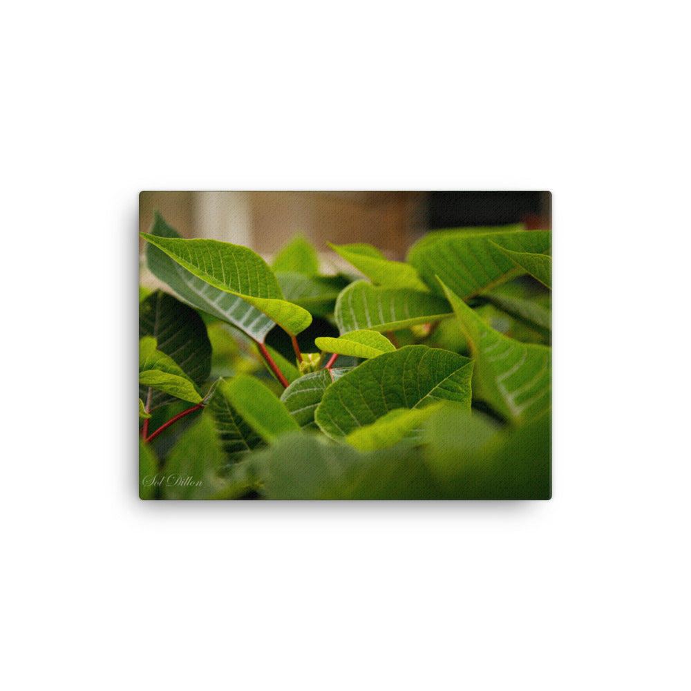 Still Life Greenhouse Leaves Canvas Print