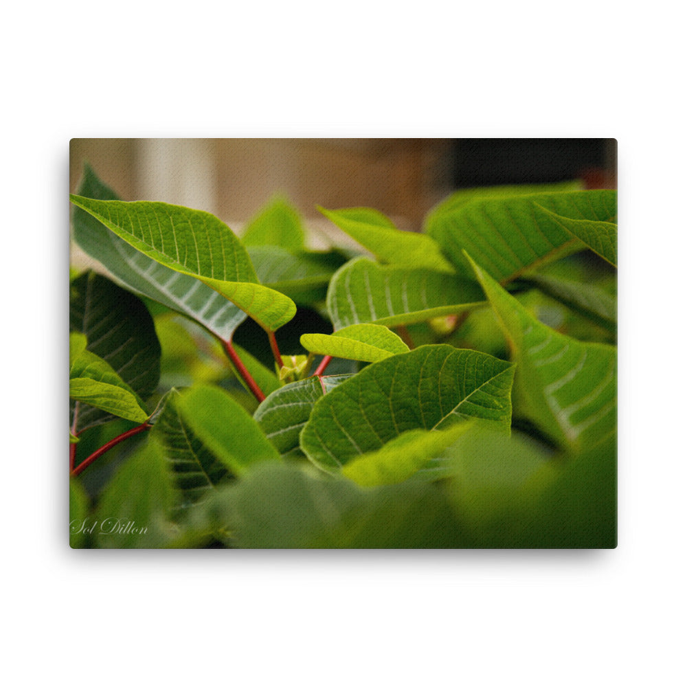 Still Life Greenhouse Leaves Canvas Print