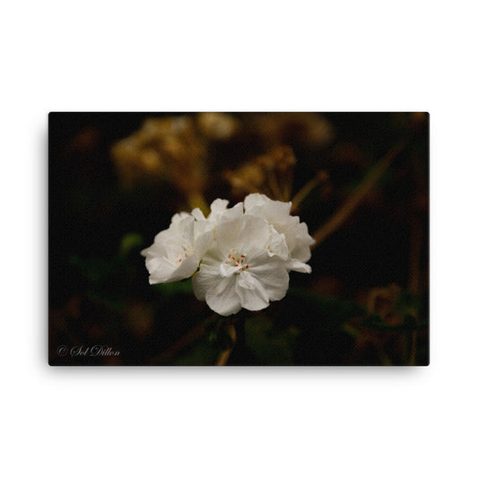 Still Life Greenhouse Flower Canvas Print