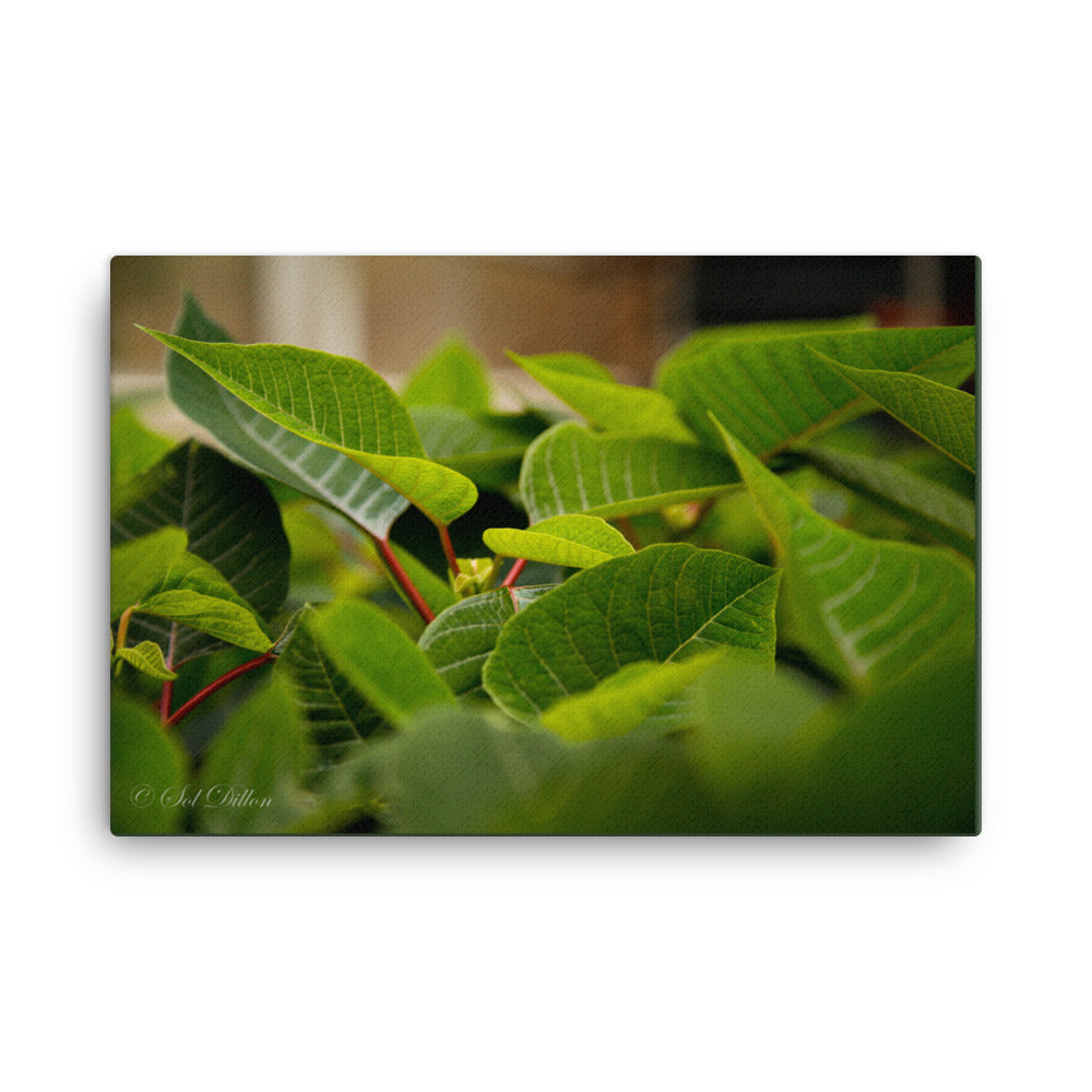 Still Life Greenhouse Leaves Canvas Print